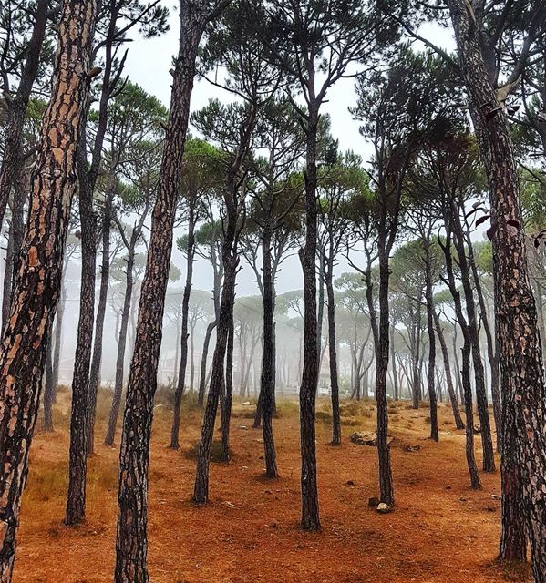 Morning mist in the woods  woods  morning  trees  fog  naturephotography ... (Bois De-Boulogne, Mont-Liban, Lebanon)