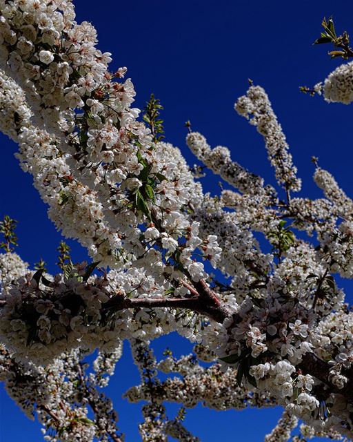 Morning, Petal. Along with ‘cherub’, ‘blossom’ and ‘dolly’ (though the... (Qaa Er Rîm, Béqaa, Lebanon)