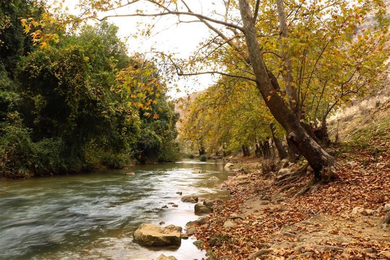 Morning 🍂🍁... photography photographer photooftheday landscape... (Zawtar)