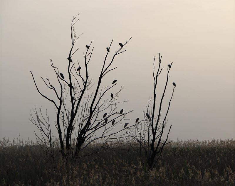 Morning.... photography photographer photooftheday landscape... (`Ammiq, Béqaa, Lebanon)