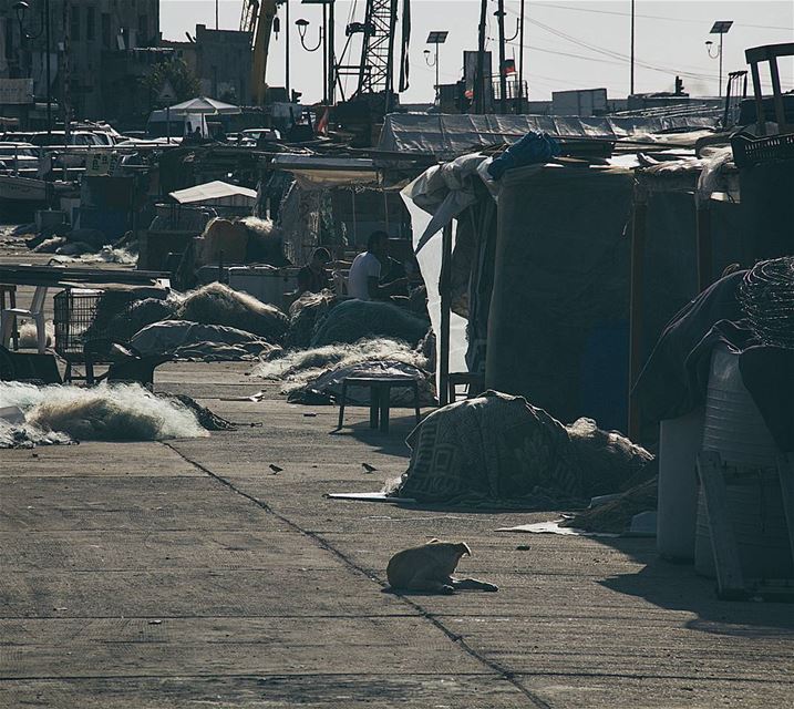 Morning... (Sidon, Lebanon)