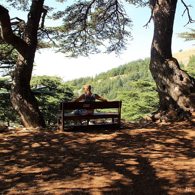 -Morning therapy🌲💚- ... ptk_lebanon  amazinglebanon  lebanon_hdr ... (Al Shouf Cedar Nature Reserve)