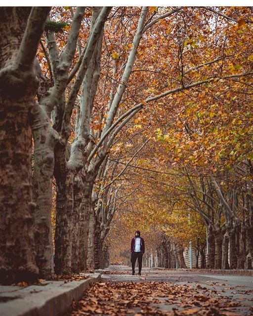 Morning walk by @alidaher89 🍂 There is a harmony in autumn, and a luster... (Sawfar, Mont-Liban, Lebanon)