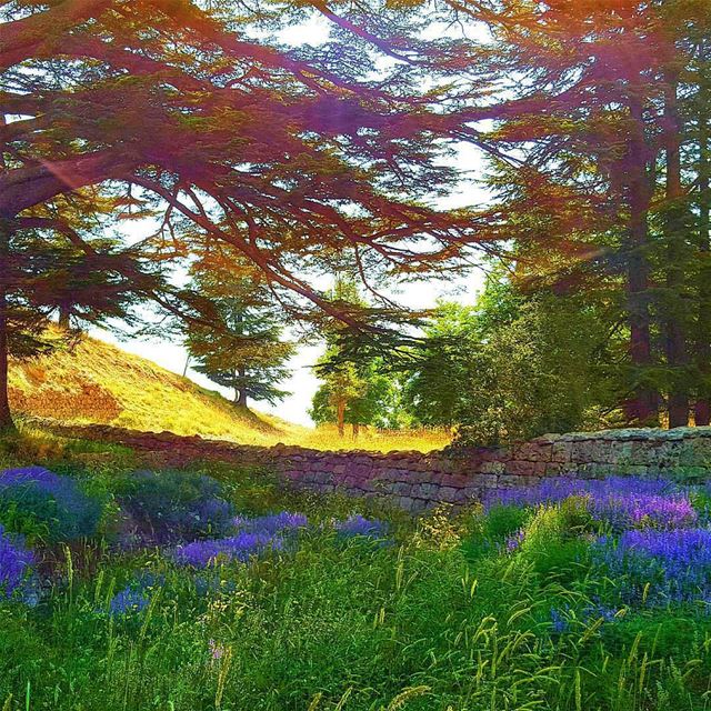 Mother Nature is all about perspective and to let your eyes sees beauty... (Cedars of God)