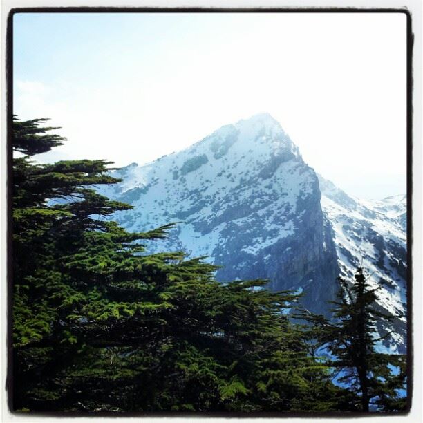  mountain  lebanon peak snow tree cedar sun nature...