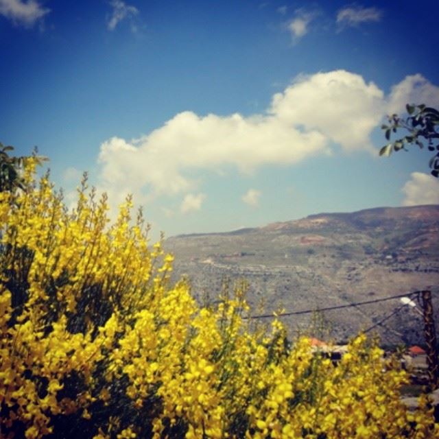 mountain yellow flowers skycloud