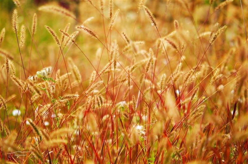 Move with the wind🌾🌾 (Bcharreh, Liban-Nord, Lebanon)