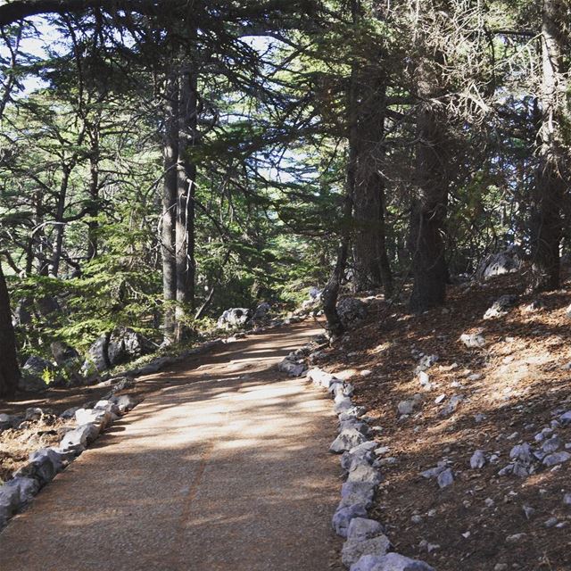 My definition of beautiful ...💚...enjoying every last step I'm taking on... (Al Shouf Cedar Nature Reserve)