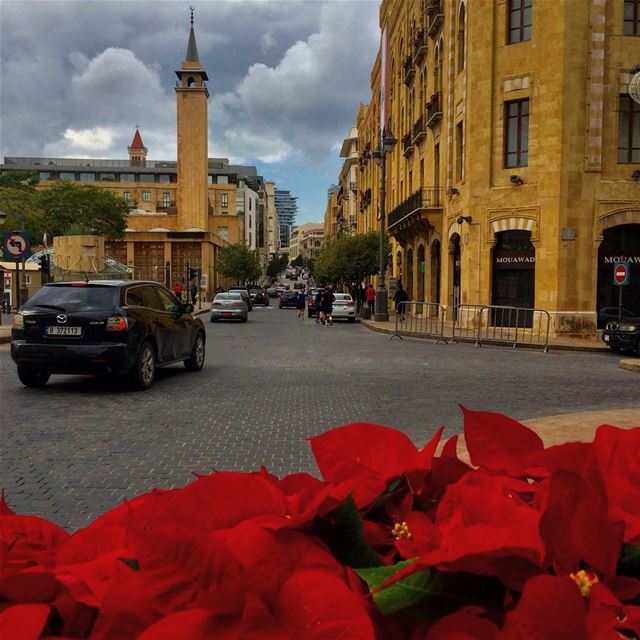 My favorite color in December is Christmas Flowers.❤️ streetphotography ... (Downtown Beirut)