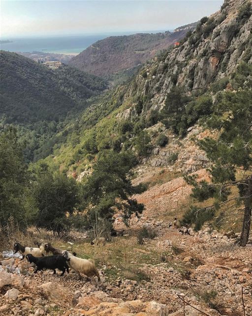 My favorite shepherd passing again by Daroun 🐐 Have a great Sunday IGers🙌 (Daroun Harissa)