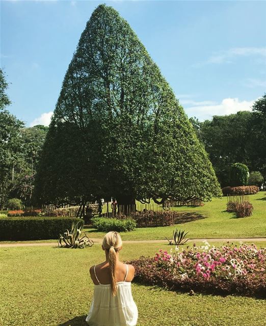 My idea of Perfect ...What’s yours ?... keepdiscovering ...... (Royal Botanical Garden - Kandy, Sri Lanka)