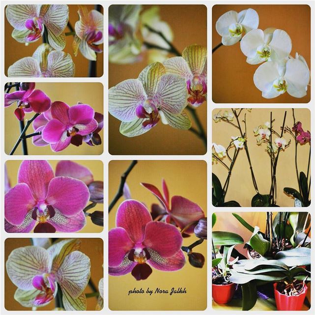 My orchids blooming after taking care of them  springtime orchids flowers... (Mazra`At Yashu`, Mont-Liban, Lebanon)