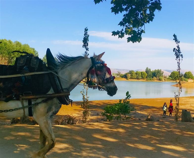 My work ride has arrived 🎠 Have a great day you... (Deïr Taanâyel, Béqaa, Lebanon)