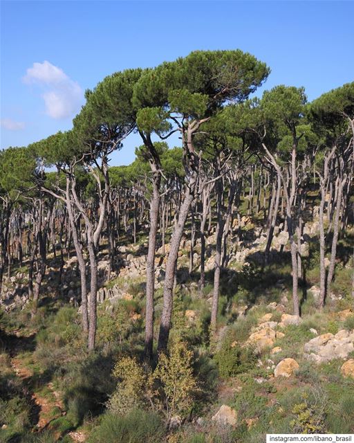 🇱🇧🇧🇷 Nada como começar o dia apreciando a natureza. Vejam que linda... (Lebanon)