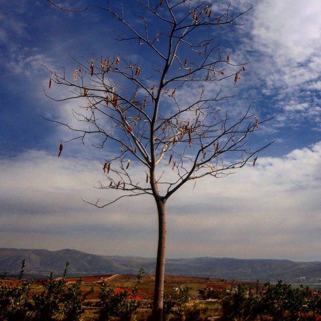 nakedbranches wintertime cloudysky (West Bekaa)