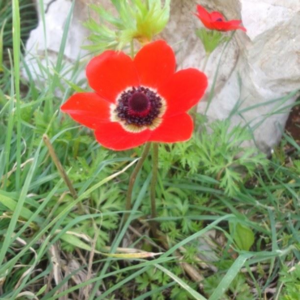 narure flowers