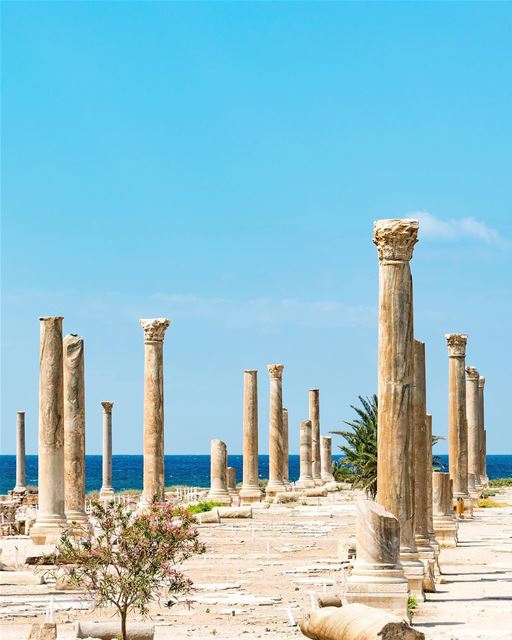 Nas ruínas da antiga cidade de Tiro, chamada Al-Mina, há uma via larga... (The Ruins on Tyre)