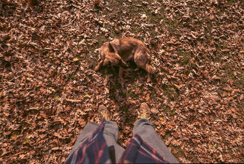 Natural camouflage🍁🍂.... dog dogs autumn hiking camping adventure... (El Qâmoûaa, Mont-Liban, Lebanon)