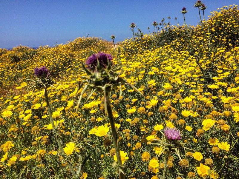 natural... (South Lebanon)