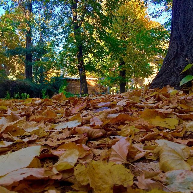  nature autumn picoftheday lovenature colors livelovelebanon ❤️❤️❤️