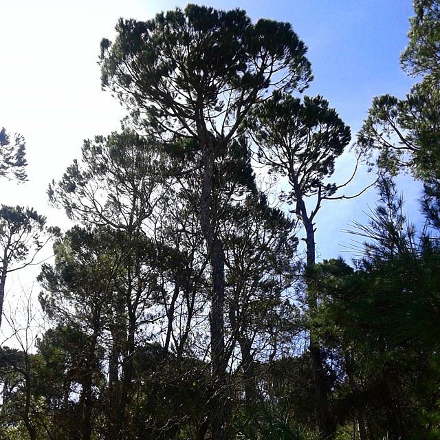 nature clouds pine mountain mountainsoflebanon beautifulnature