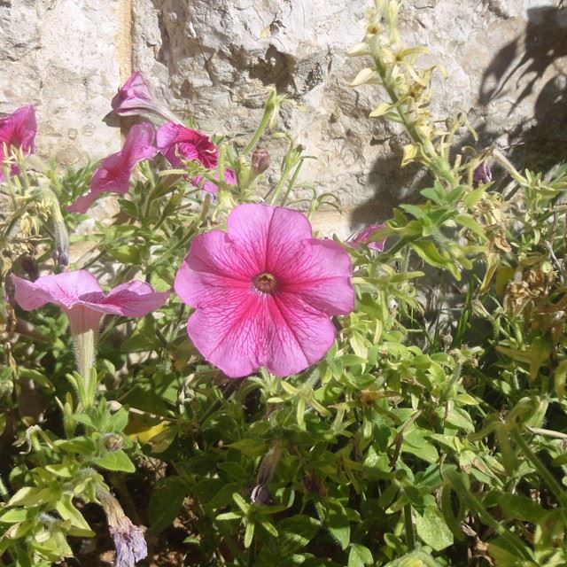 nature flowers autumn nofilter