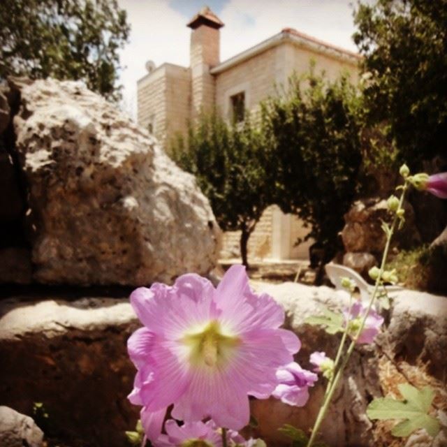 nature flowers mountain