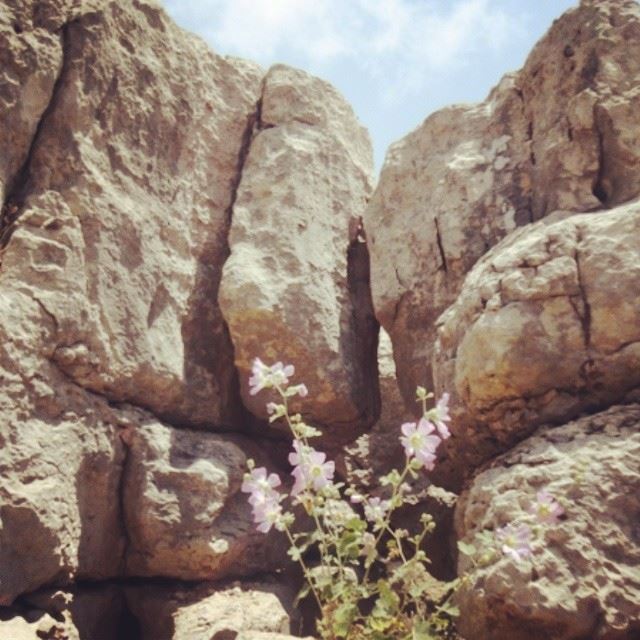 nature flowers rock (Tarchich)