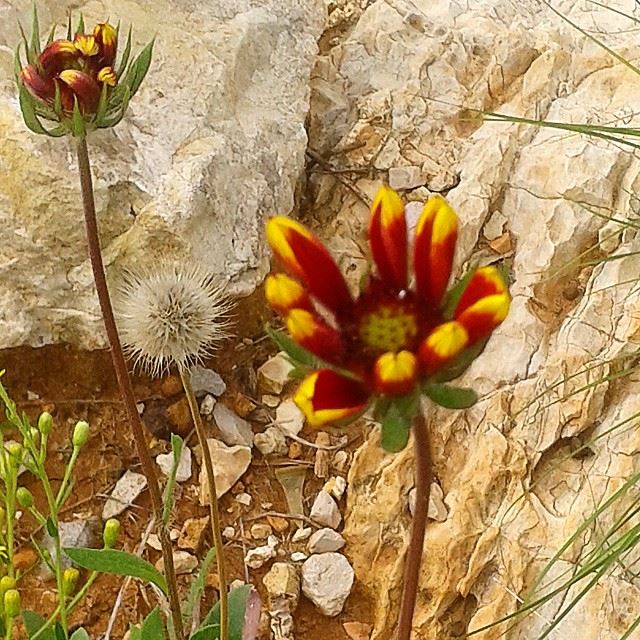 nature flowers