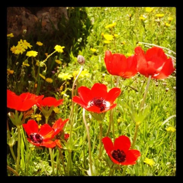 nature flowers