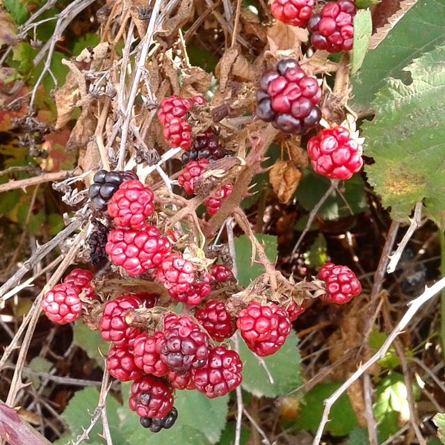 nature fruit blueberry