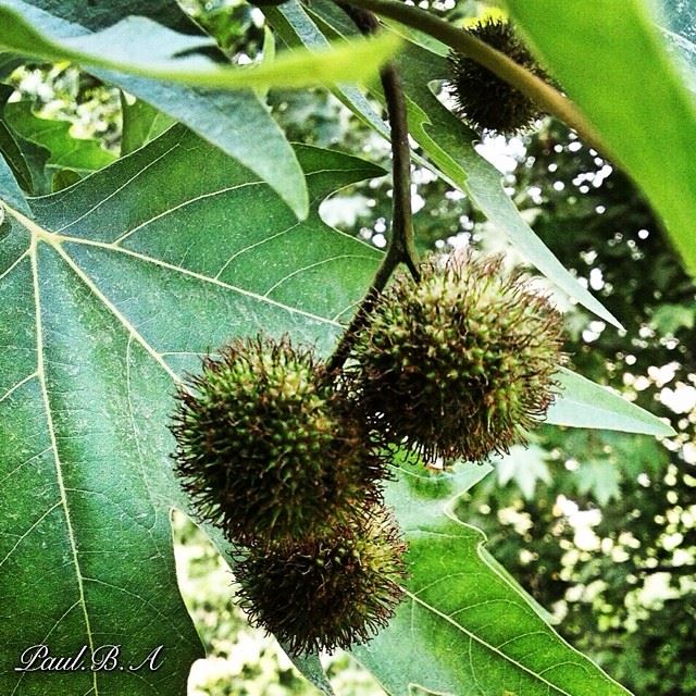  nature green tree fruits summer sunny day Faraya Lebanon...