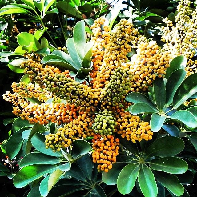  nature green tree orange flower Byblos Lebanon...