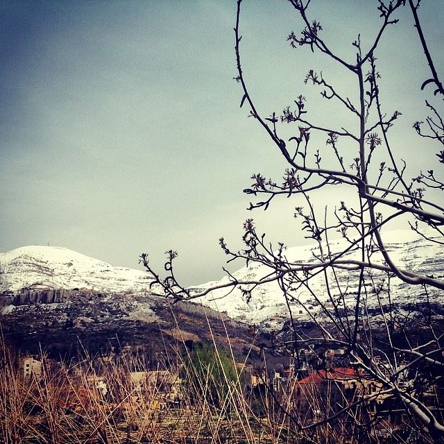  nature green tree snow mountain great weather amazing view faraya Lebanon...