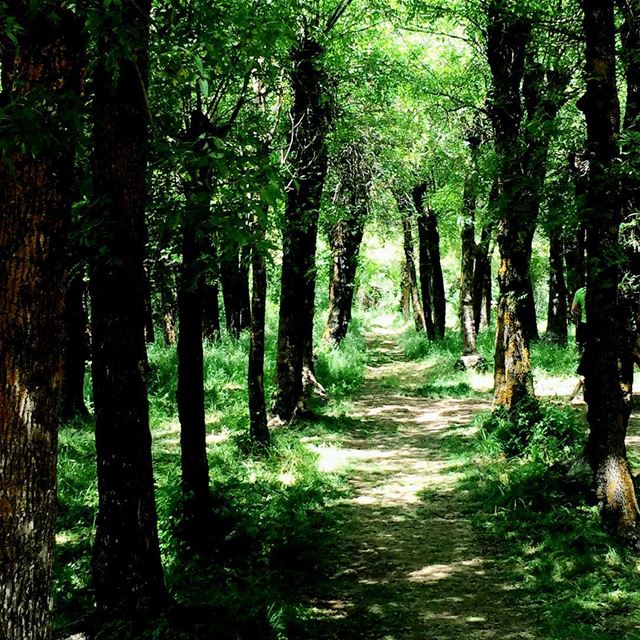  nature green trees forest valley Spring Bekaa Taanayel Lebanon...