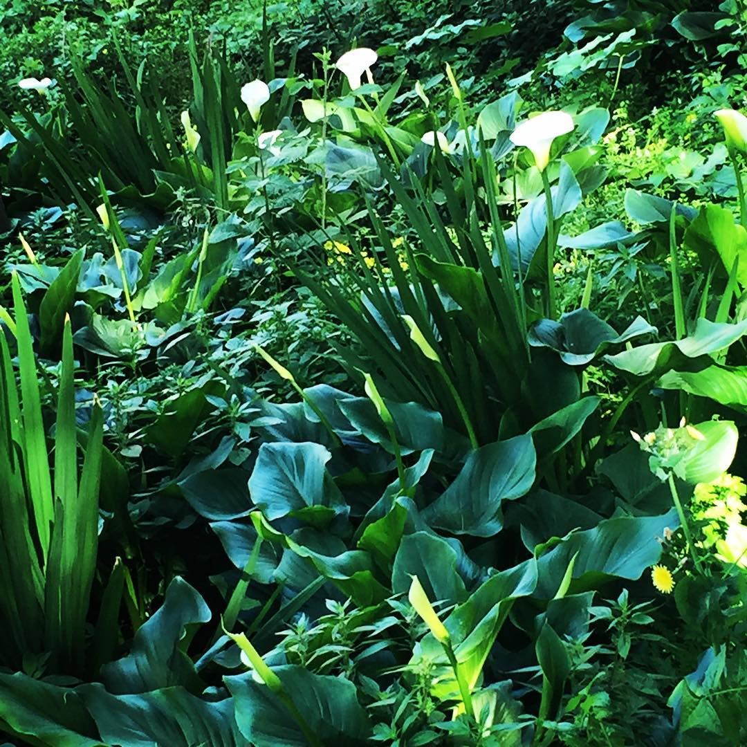  nature  green  white  flowers  Arome  garden  forest  mountain  God ... (Antoura)