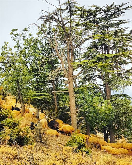  nature  hiking  trees  cedars  naturephotography  whatsuplebanon ... (Hadeth El Joubbe, Liban-Nord, Lebanon)