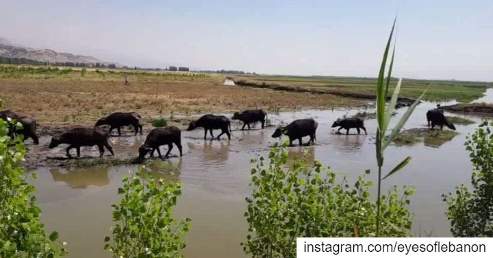 Nature is pleased with simplicity Credits to @mireilleyouness ・・・Our... (`Ammiq, Béqaa, Lebanon)