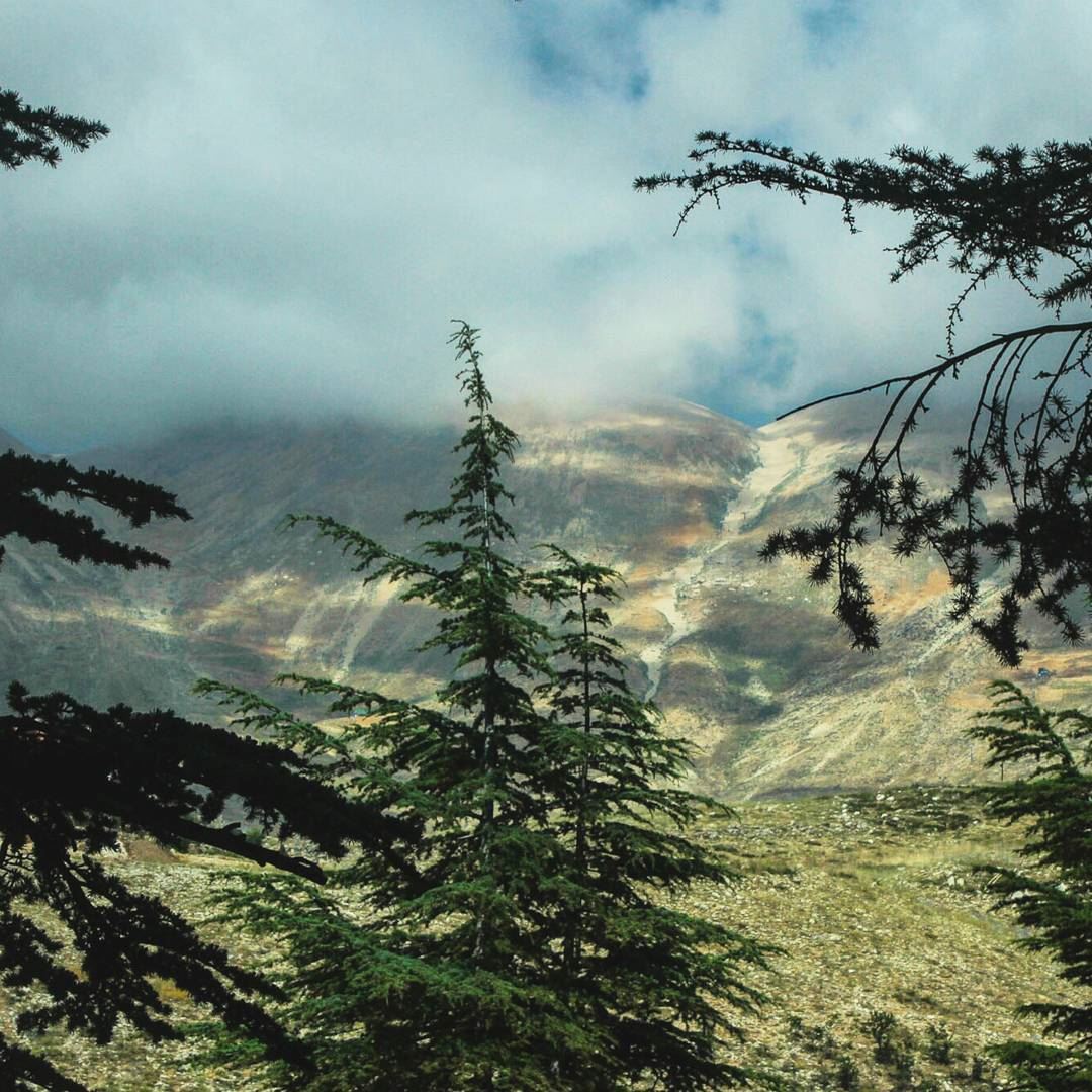 ~☁🌲☁~... nature  lebanon  bcharre   cedars  forest  mountains  green ...