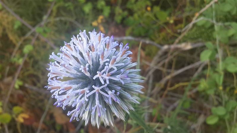  nature  lebanon  morning  hiking ...