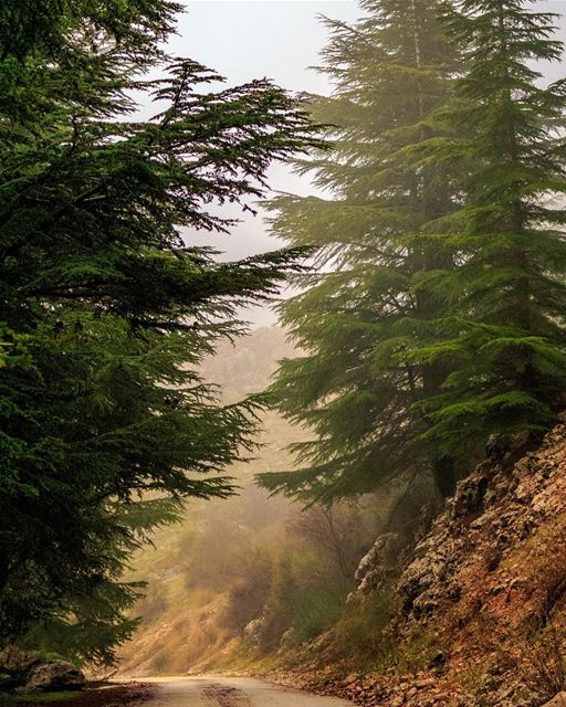 Nature Lebanon shouf landscape beautiful super_lebanon loves_lebanon... (Al Shouf Cedar Nature Reserve)