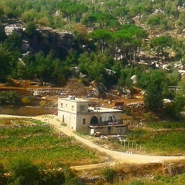 nature lebanonhouses pinetrees