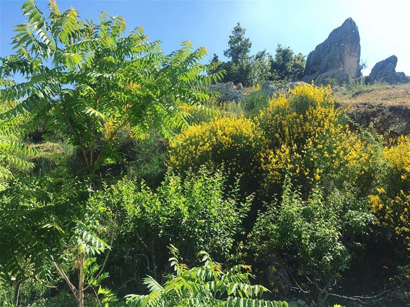  nature lovers morning  belike magical   placemarvelous  feytroun monliban... (Feitroun, Mont-Liban, Lebanon)