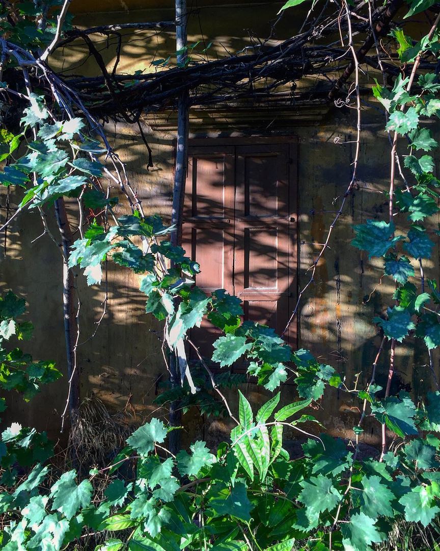 ......... nature  mothernature  window  shadow  green ... (Beirut, Lebanon)