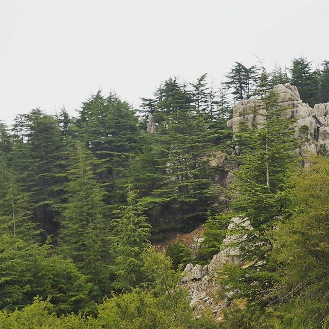  nature  mountains  amazing  mist  cedars  hiking  lebanon  forest  north ...