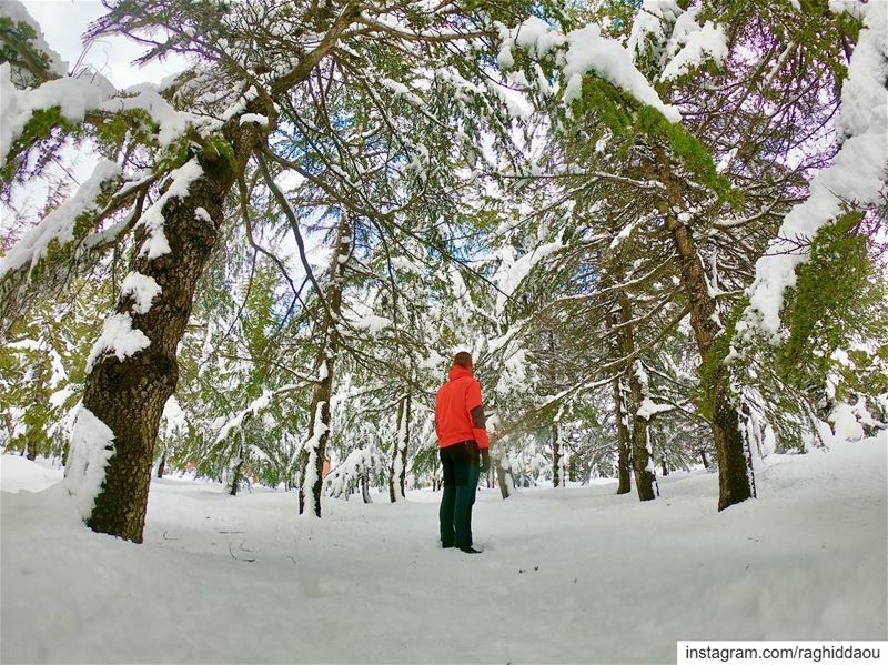 ....... nature nature_good natureporn snow cedars livelovelebanon...