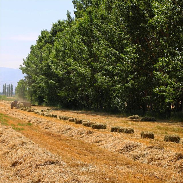 ..... nature naturelovers landscape landscapephotography photography... (Beqaa Valley)