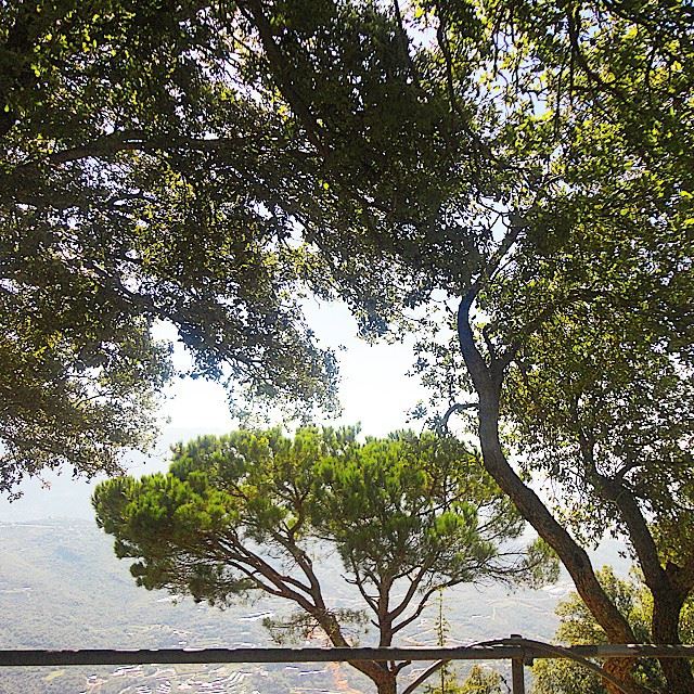 nature  pine trees