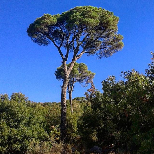 nature pinetrees beautifulnature discoverlebanon (Mshikha, Mont-Liban, Lebanon)