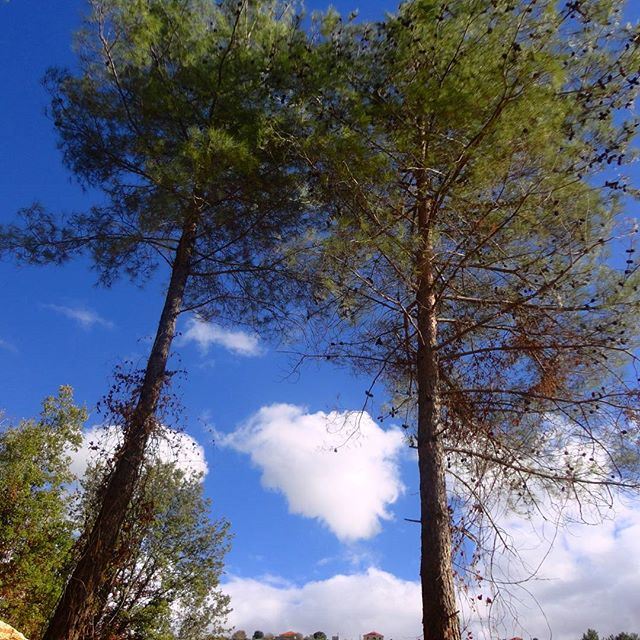 nature pinetrees cloudsbluesky